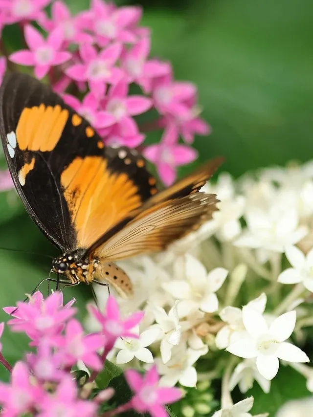 Mucha motyl
