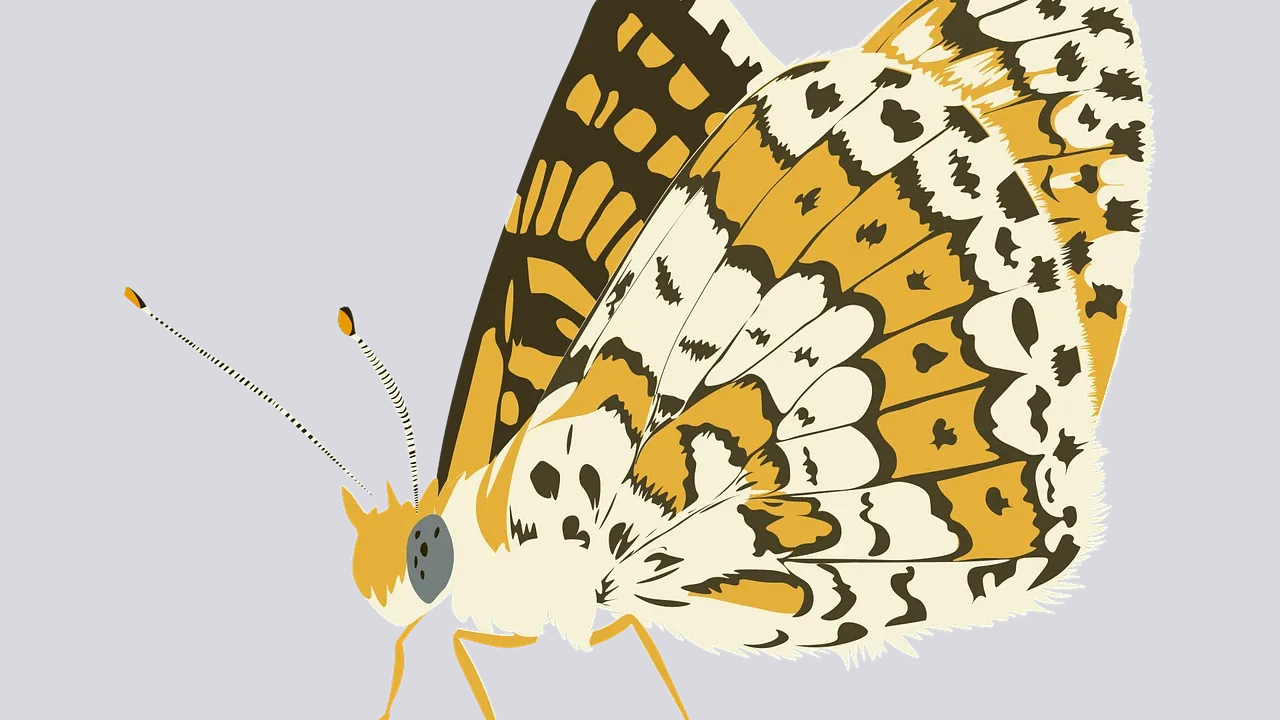Mucha motyl