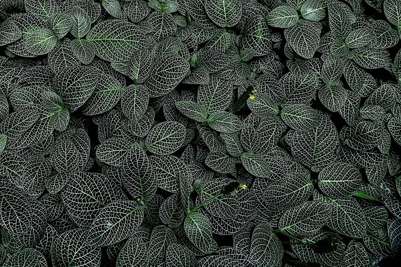 skarpety