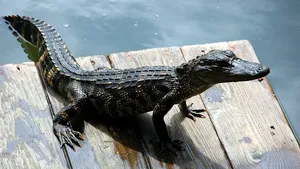 Pasek ze skóry naturalnej