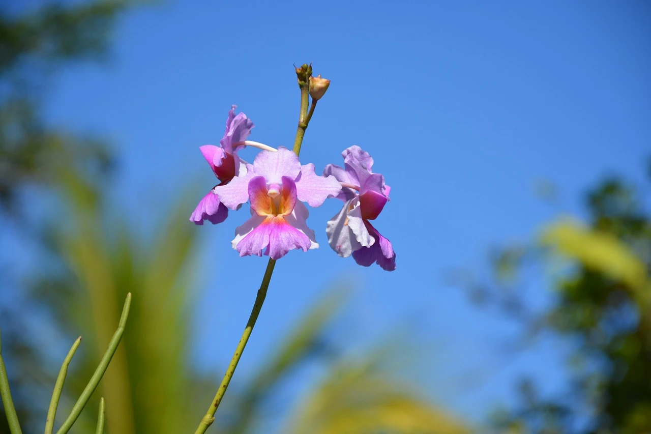 DSC_1745a