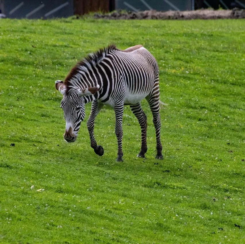 Zebra